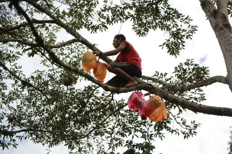 สถาบันปิดทองหลังพระฯอนุมัติงบ 50 ล้านบาทส่งเสริมการผลิตทุเรียนคุณภาพในพื้นที่ 3 จังหวัดชายแดนใต้ ตั้งเป้าขยายผลการผลิตให้ได้ไม่น้อยกว่า 3 พันตัน หวังส่งเสริมรายได้ให้เกษตรกรในพื้นที่