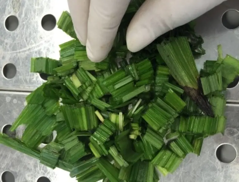 ผลงานวิจัยไทย สารสกัดว่านตาลเดี่ยว มทร.ธั...