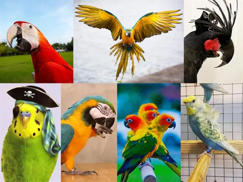 เวอร์เซเลลากา (Versele-laga) โดย หจก.ภมรช...