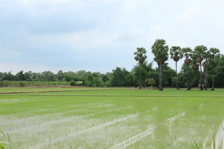 แนะ ชาวนา เร่งปรับตัวหันปลูกพืชใช้น้ำน้อย รับมือภัยแล้งที่มีแนวโน้มรุนแรงขึ้น