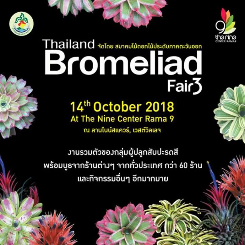 ถึงเวลาประชันความงามของเหล่าต้นสับปะรดสี ...