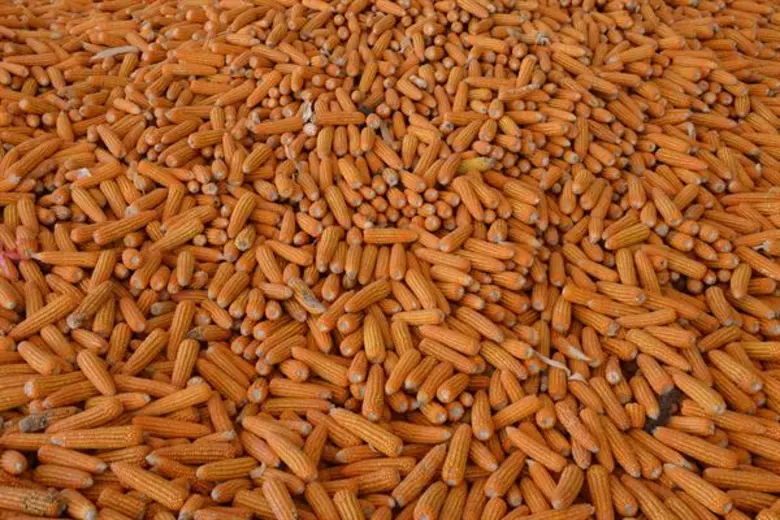 กรมส่งเสริมสหกรณ์เร่งสำรวจเกษตรกรเข้าร่วมโครงการส่งเสริมการปลูกข้าวโพดหลังนา สั่งการสหกรณ์จังหวัดลงพื้นที่ชี้แจงมาตรกรจูงใจเกษตรกรสมัครเข้าร่วมให้ได้ตามเป้า ภายใน 15 ตุลาคม นี้