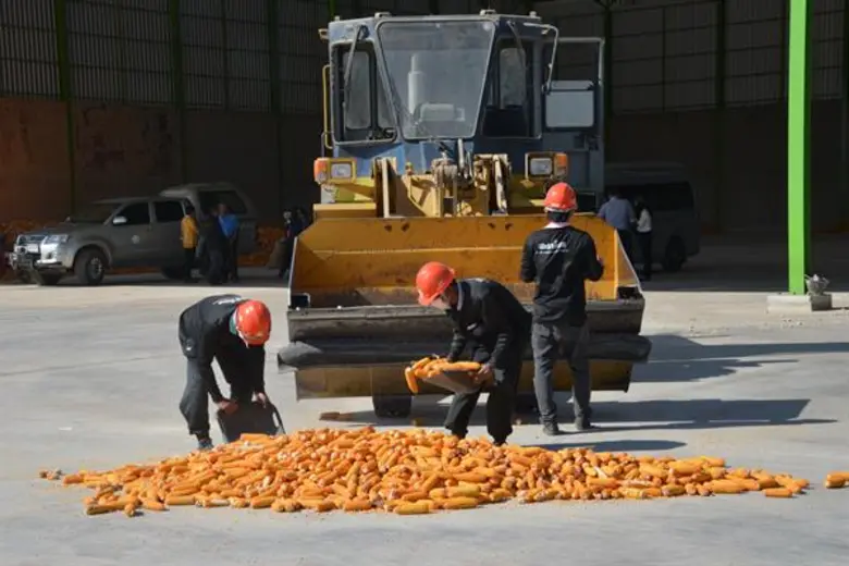 กรมส่งเสริมสหกรณ์เร่งสำรวจเกษตรกรเข้าร่วมโครงการส่งเสริมการปลูกข้าวโพดหลังนา สั่งการสหกรณ์จังหวัดลงพื้นที่ชี้แจงมาตรกรจูงใจเกษตรกรสมัครเข้าร่วมให้ได้ตามเป้า ภายใน 15 ตุลาคม นี้