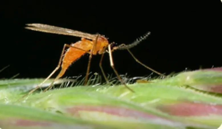 เกษตรฯ ชี้ระวัง “แมลงบั่ว” ช่วงอากาศชื้น