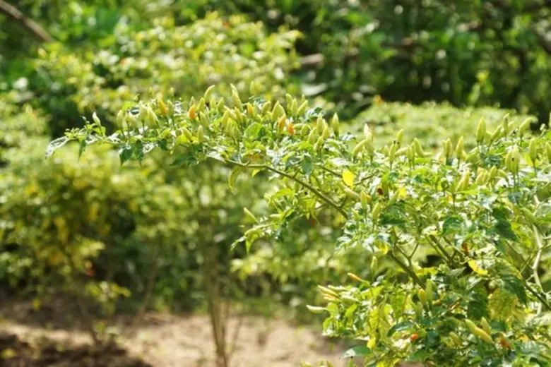 วิถีชีวิตที่ต้องแข่งขันกับเวลาของผู้คนในส...