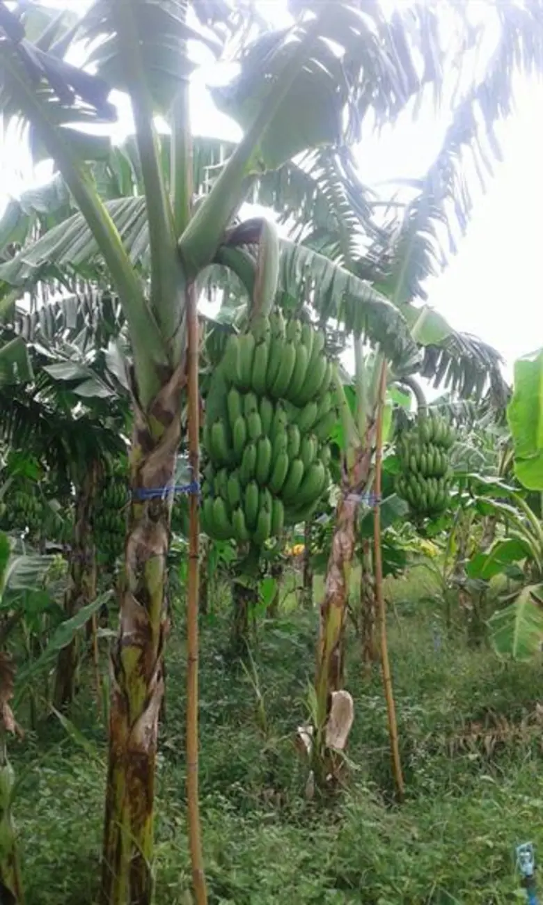 3 สหกรณ์ในพื้นที่จังหวัดเพชรบุรี สานต่อธุ...