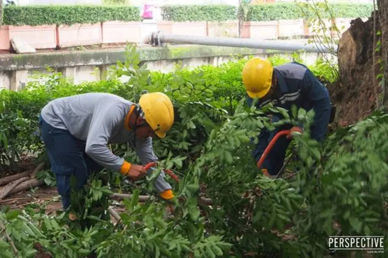 ทีวีไกด์: รายการ "เปอร์สเปกทิฟ" “เปอร์-สเปกทีฟ” พาชื่นชมพื้นที่สีเขียว พร้อมสัมผัสหัวใจ “ครูต้อ” หมอต้นไม้ ในเมือง!!