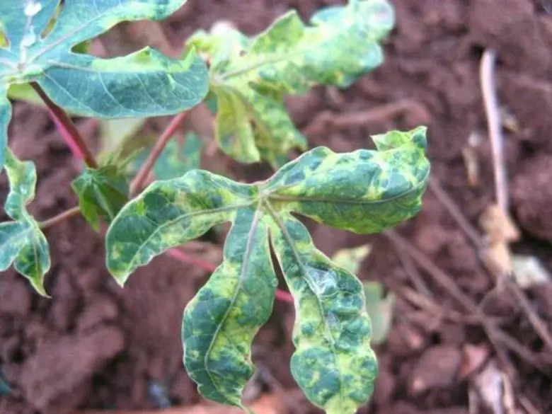 กรมส่งเสริมฯ ปั้นผู้นำถ่ายทอดความรู้ป้องกันโรคใบด่างมันสำปะหลัง