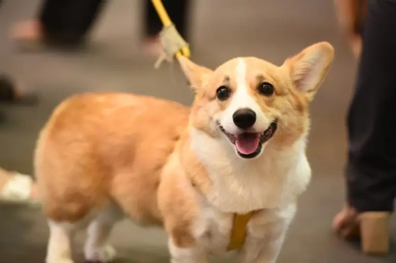 แก้มบุ๋ม – ปรียาดา พาน้องหมาคู่กาย วาเลนไทน์ร่วมเดินแฟชั่นโชว์สุดฟิน ในงาน “The Mall Bangkhae Pet Fun Fest”