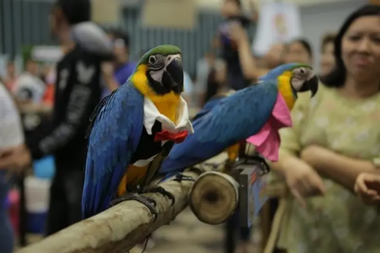 เป็นงานสัตว์เลี้ยงสุดคึกคัก สำหรับงาน "วี...