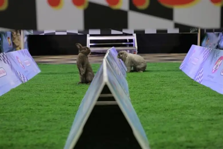 รวมพลคนรักสัตว์เลี้ยงสุดคึกคัก “วี เลิฟ เพ็ตส์ ครั้งที่ 8” จัดเต็มความสนุก! เสิร์ฟความน่ารัก ที่สัตว์ก็เลิฟ คนเลี้ยงก็รัก