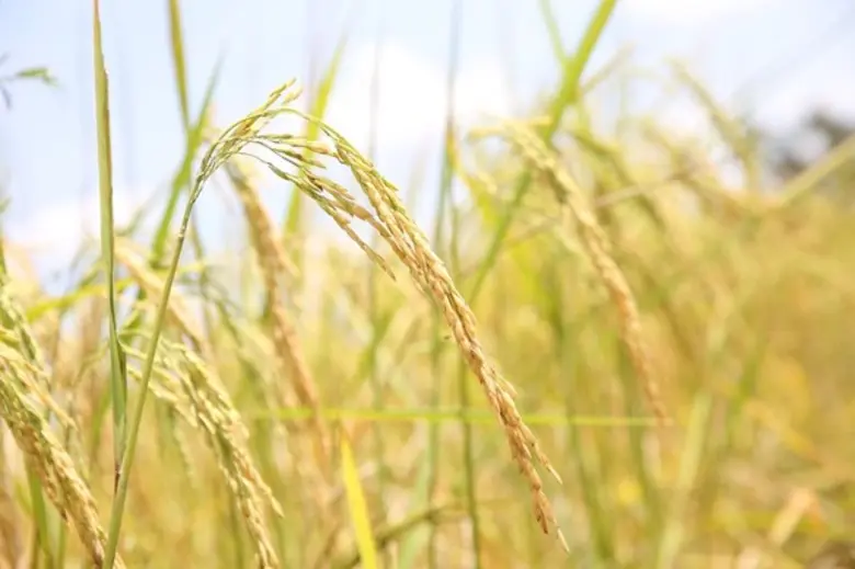 "โครงการหงษ์ทองนาหยอด" จากรอยยิ้มชาวนาสู่ความสุขผู้บริโภค โครงการดีๆ ที่จะเติบโตไปพร้อมกับชาวนาไทยอย่างยั่งยืน