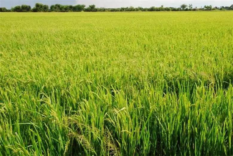 สหกรณ์เมืองลับแล หนุนนโยบายรัฐฯ “นาแปลงใหญ่” ผลิตข้าวกล้องส่งออก สร้างรายได้ให้เกษตรกร