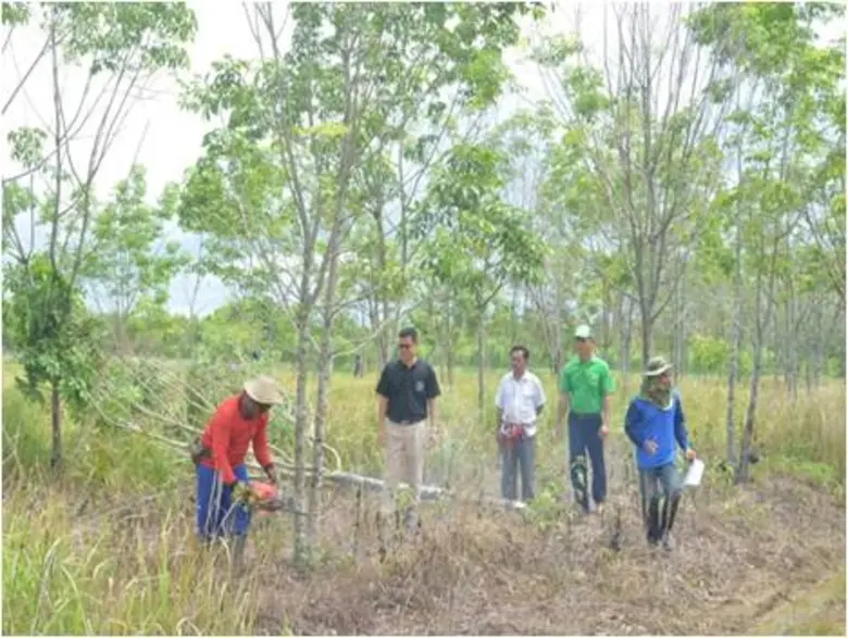 ติดตามไทยนิยม กษ. ปรับเปลี่ยนพื้นที่ปลูกยาง พัฒนาอาชีพเกษตรกรเพื่อความยั่งยืน