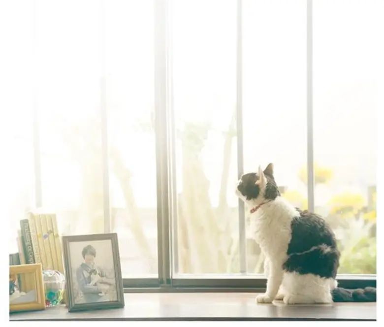 Movie Guide: เปิดโปรไฟล์ เจ้าเหมียว “นานะ” แมวจอมหยิ่ง จาก The Travelling Cat Chronicles ผ่านการออดิชั่นจากแมวนักแสดงนับ 100 ตัว