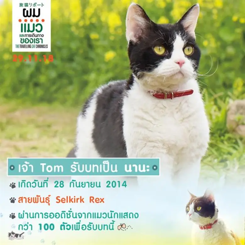 Movie Guide: เปิดโปรไฟล์ เจ้าเหมียว “นานะ” แมวจอมหยิ่ง จาก The Travelling Cat Chronicles ผ่านการออดิชั่นจากแมวนักแสดงนับ 100 ตัว