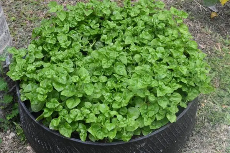 มรภ.สงขลา ปั้นห้องสมุดสีเขียวเพื่อชุมชน ดึงเด็กรุ่นใหม่เรียนรู้วิถีเกษตรตามแนวพระราชดำริ