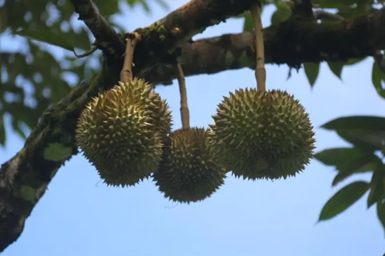 ยะลาเดินหน้าทุเรียนคุณภาพ ปี 2 หนุนชาวสวน 834 ราย ทำเงินกว่า 218 ล้านบาท