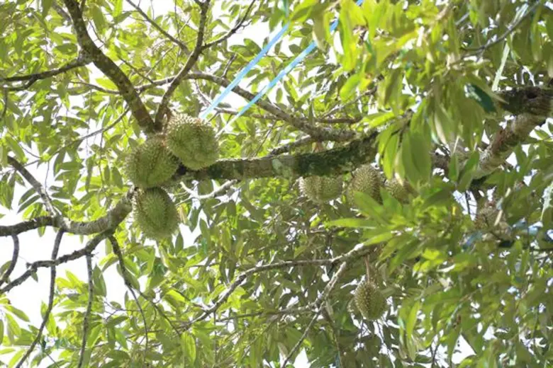 ยะลาเดินหน้าทุเรียนคุณภาพ ปี 2 หนุนชาวสวน 834 ราย ทำเงินกว่า 218 ล้านบาท