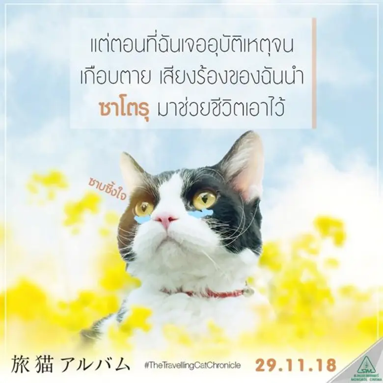 รู้จักเจ้าเหมียว “นานะ” แมวหน้าหยิ่ง และ “ ซาโตรุ “ เจ้าทาสก่อนไปดู The Travelling Cat Chronicles ผมแมวและการเดินทางของเรา