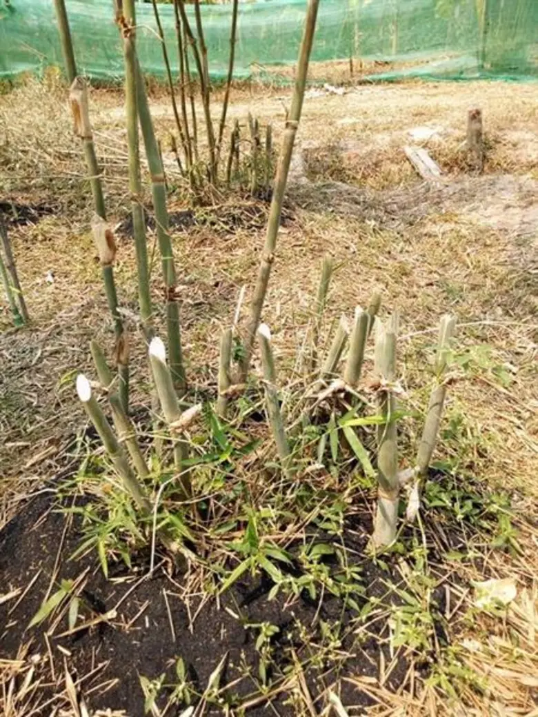 ไผ่บงหวาน พืชทางเลือกที่น่าจับตา ดูแลง่าย รายได้งาม ให้ผลตอบแทนหลัก 6 หมื่นบาท