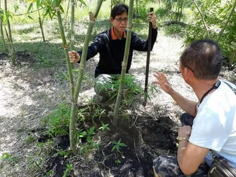 ไผ่บงหวาน พืชทางเลือกที่น่าจับตา ดูแลง่าย รายได้งาม ให้ผลตอบแทนหลัก 6 หมื่นบาท