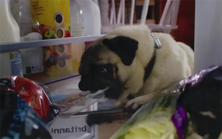 Movie Guide: รู้มั้ยคัดเลือกมายังไง? ทำความรู้จัก “ฮาร์ลี” เจ้าตูบตาโตซุป’ตาร์หน้า “ปั๊ก” เจ้าของรอยยิ้มสุดกวนในหนัง “PATRICK”