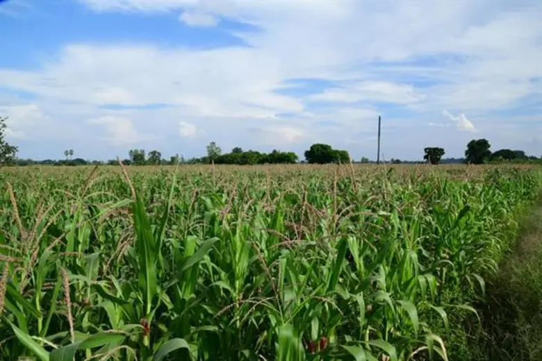 นายกสมาคมผู้ผลิตอาหารสัตว์ไทยยืนยันปริมาณ...