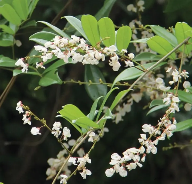 อภัยภูเบศรชูเถาวัลย์เปรียงสุดยอดสมุไพรแก้ปวดเมื่อย ปลอดภัย บรรจุในบัญชียาหลักแห่งชาติ