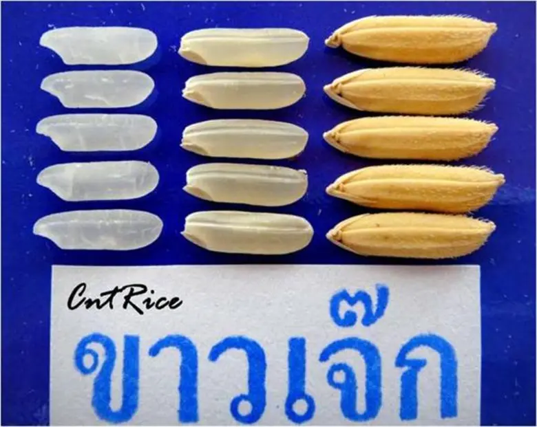 'ขาวเจ๊กชัยนาท’ ข้าวพื้นเมืองชั้นดี สหกรณ์ทุ่งวัดสิงห์ ประกันราคาให้สมาชิก ตันละ 1 หมื่นบาท