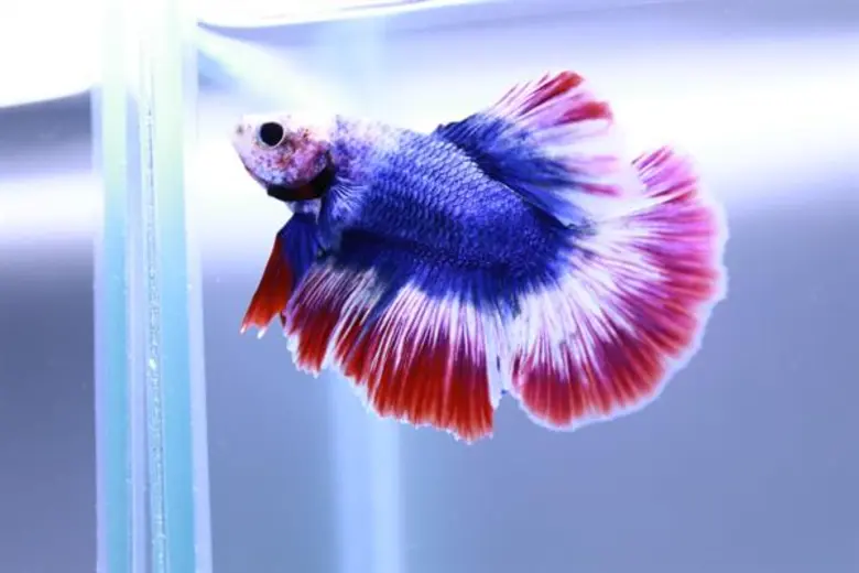 "มหัศจรรย์สัตว์น้ำ Deep Blue Sea 2018" 21 - 25 พฤศจิกายน 2561 ที่ศูนย์การค้าเซ็นทรัล เฟสติวัล หาดใหญ่