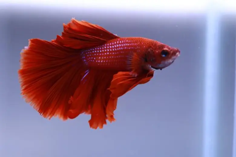 "มหัศจรรย์สัตว์น้ำ Deep Blue Sea 2018" 21 - 25 พฤศจิกายน 2561 ที่ศูนย์การค้าเซ็นทรัล เฟสติวัล หาดใหญ่