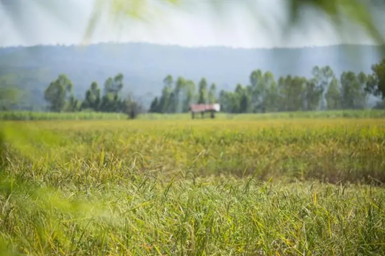 ปิดทองหลังพระ อุดรธานี เข้าร่วม “เกษตรปลอดภัย” ช่วยเกษตรกรรายได้เพิ่ม 14 ล้านบาท เตรียมขยายแบรนด์ “ภูธารา” จากข้าวไปสู่สินค้าเกษตรและแปรรูปอื่น