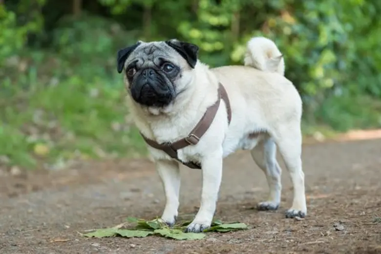 Movie Guide: “ตราบใดที่คุณมีหมา คุณไม่ได้ตัวคนเดียวหรอก” คลิปพิเศษสุดแสบแต่อบอุ่นหัวใจ ของเจ้าปั๊ก “PATRICK” หนังฟีลกู๊ดที่คนรักสัตว์ทั่วโลกต้องดู!