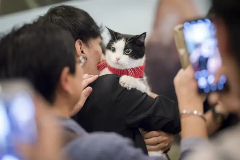 Movie Guide: ครั้งแรกในไทย มงคลซีนีม่า ร่วมกับ โรงภาพยนตร์ เฮ้าส์ อาร์ ซีเอ ปิดโรงพาน้องแมวมาดูหนังแมวเรียกน้ำตา The Travelling Cat Chronicles ผมแมวและการเดินทางของเรา