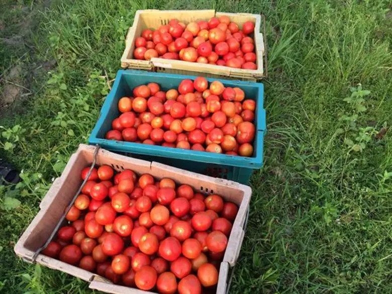 บ้านนางอย รื้อฟื้น ภูมิปัญญาท้องถิ่น“น้ำบ่อตอก”นวัตกรรมการจัดการน้ำ เพื่อใช้ในการปลูกพืชฤดูแล้ง แก้ปัญหาการขาดแคลนน้ำหลังฤดูทำนา