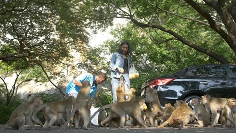 ทีวีไกด์: รายการ "จรีรัตน์ถนัดเที่ยว"  SS2 EP.36 OnAir 15 December 2018