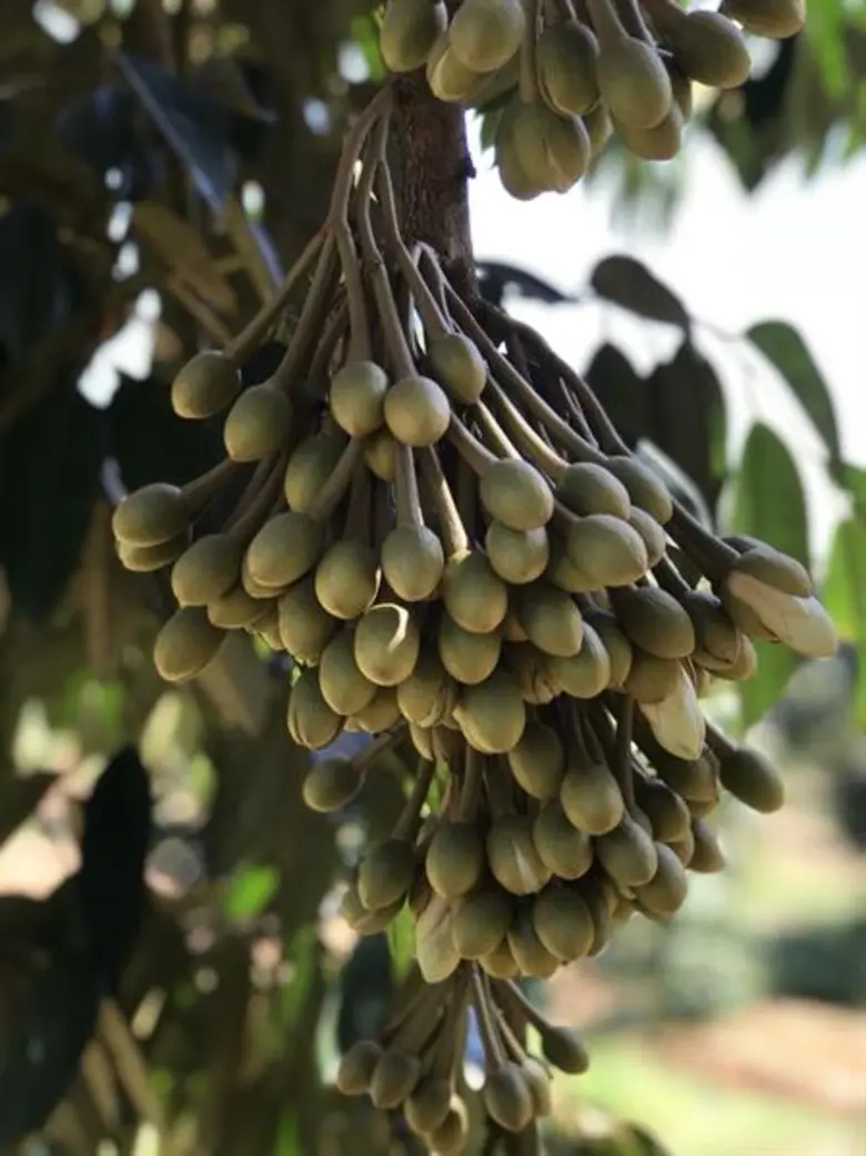 เคาะตัวเลขพยากรณ์รอบแรก ไม้ผลตะวันออก ปี 62  สศก. คาด ผลผลิตรวม 4 ชนิดกว่า 8.6 แสนตัน