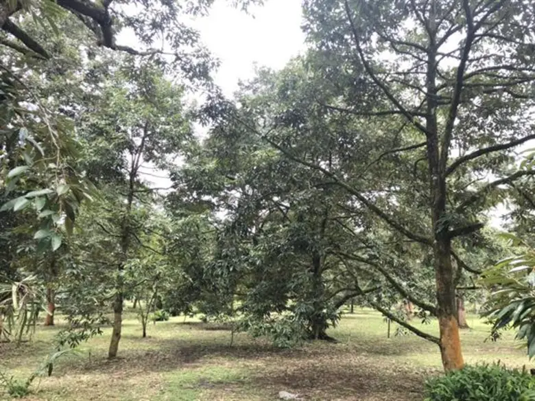 เคาะตัวเลขพยากรณ์รอบแรก ไม้ผลตะวันออก ปี 62  สศก. คาด ผลผลิตรวม 4 ชนิดกว่า 8.6 แสนตัน