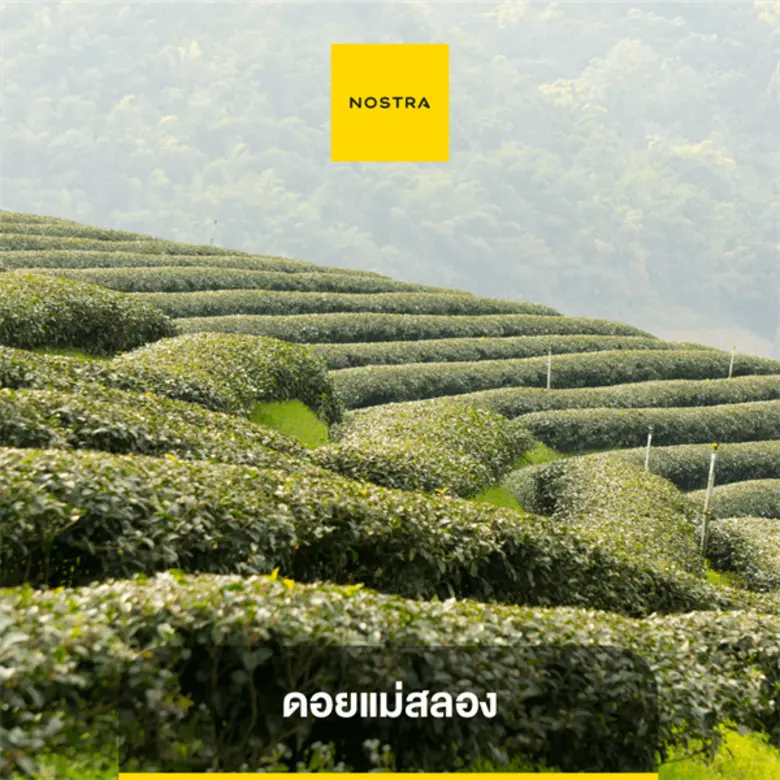 บ้านจ๋าขอลาก่อน นอสตร้าแนะนำ แผนที่ 12 จุดเที่ยวรับลมเย็น