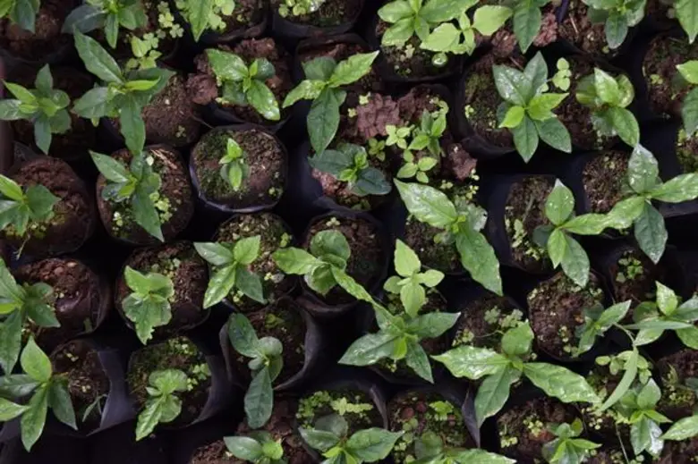 คาเฟ่ อเมซอน ส่งต่อคำ “ขอบคุณ” จากเกษตรกรชุมชนบ้านปางขอน