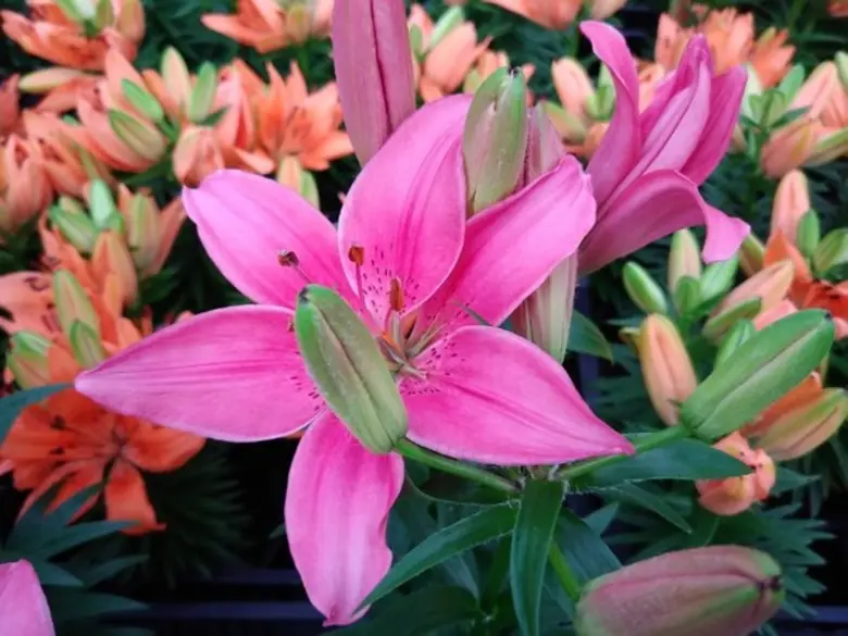 เปิดอาณาจักรดอกไม้เมืองหนาวสวยที่สุดในภาค...