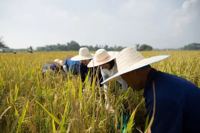 กลุ่มเซ็นทรัล จับมือ มูลนิธิชัยพัฒนา เปิดตัวข้าวเพื่อสุขภาพ ภายใต้ตรา“ทรัพย์-ปัน” พร้อมส่งเสริมเกษตรอินทรีย์จากใจ