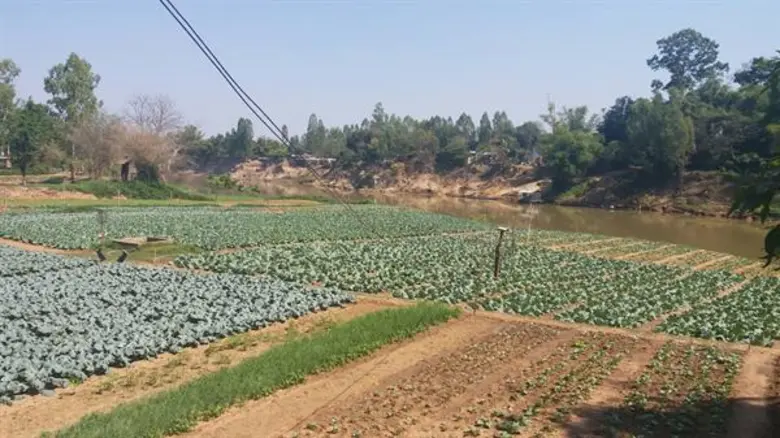 เผยสินค้า Top4 มหาสารคาม แนะพืชทางเลือก 'มันฯ-กล้วยหอมทอง-พืชผัก’ ทดแทนนาข้าวพื้นที่ S3/N