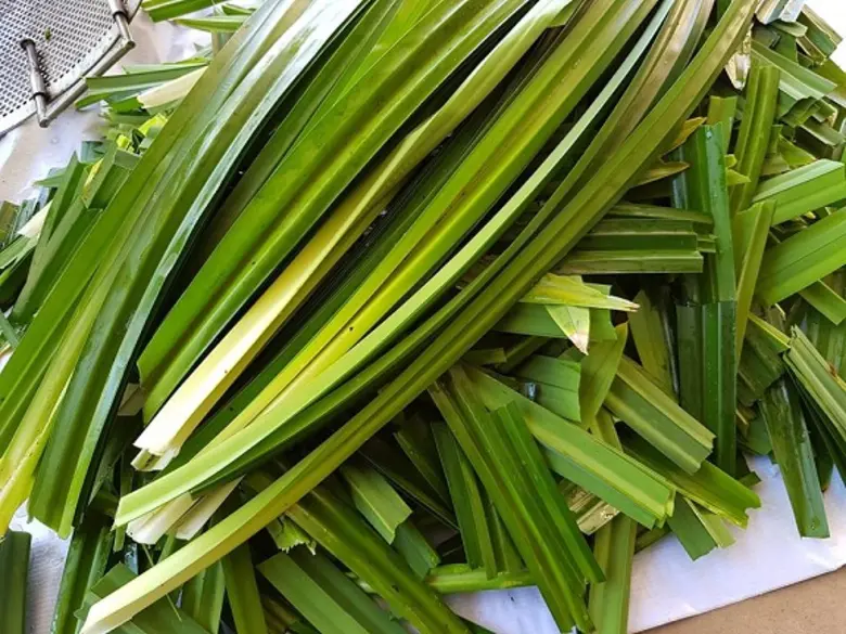 มทร.อีสาน เดินหน้าจัดตั้งโรงงานกลั่นน้ำมันหอมระเหยต้นแบบแห่งแรกในภาคอีสาน