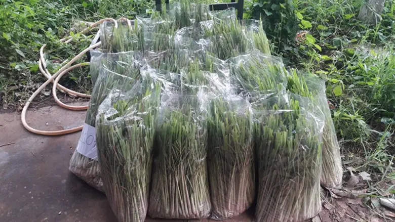 มทร.อีสาน เดินหน้าจัดตั้งโรงงานกลั่นน้ำมันหอมระเหยต้นแบบแห่งแรกในภาคอีสาน