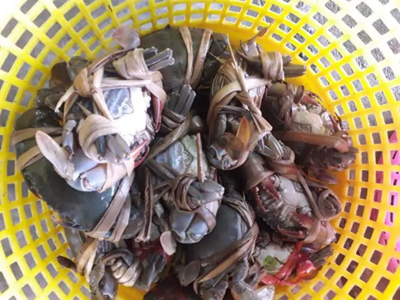 สหกรณ์นิคมประมงนครศรีธรรมราช จำกัด ส่งเสริมสมาชิกเลี้ยงปูอินทรีย์ สร้างรายได้งดงาม