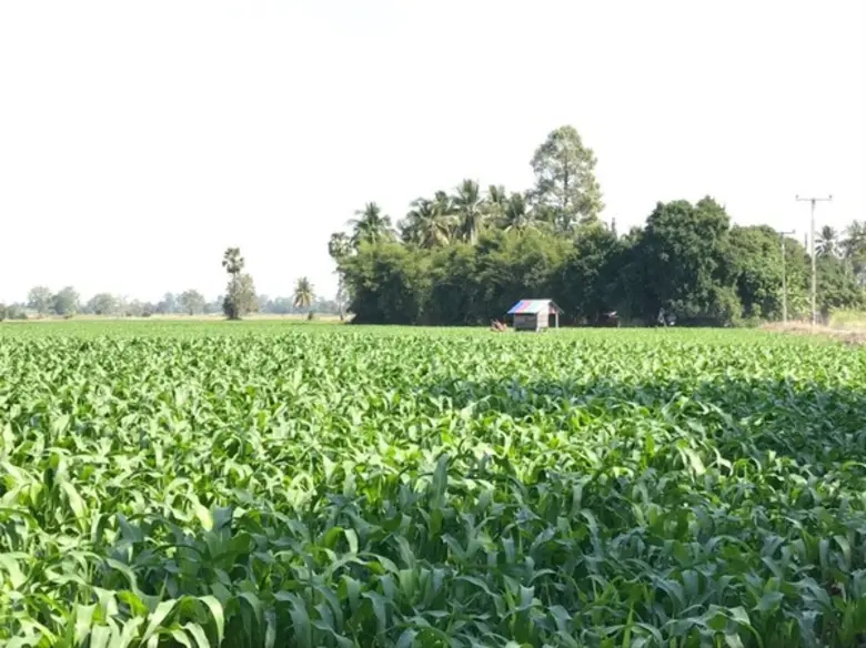 ปิดรับเข้าร่วมโครงการข้าวโพดเลี้ยงสัตว์หลังฤดูทำนา