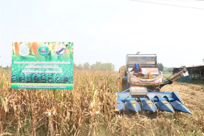 สหกรณ์การเกษตรพรหมพิราม จำกัด เปิดจุดรับซื้อข้าวโพดหลังนาจากเกษตรกรได้ราคาดีกำไรเฉลี่ย 5,000 บาทต่อไร่