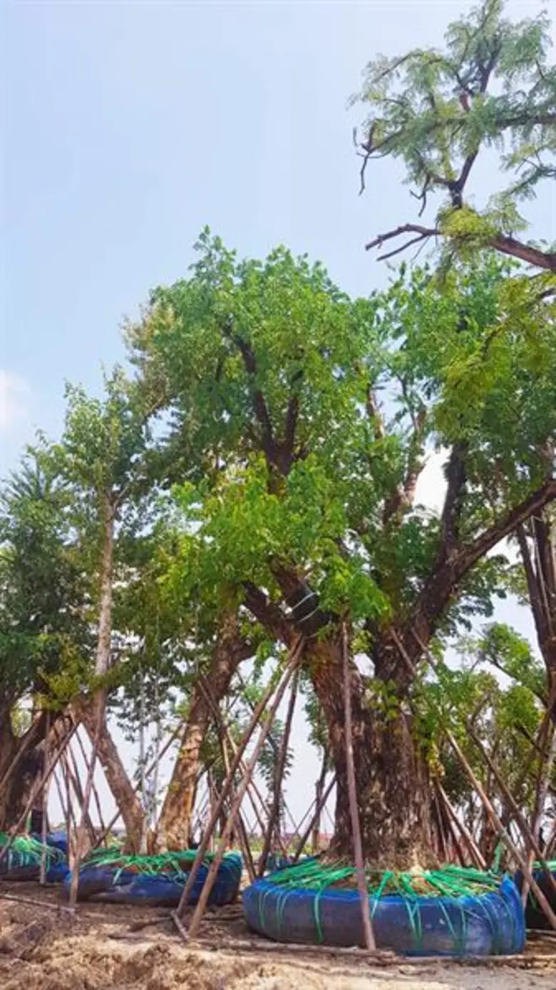 บริษัท แมกโนเลีย ควอลิตี้ ดีเวล็อปเม้นต์ ...